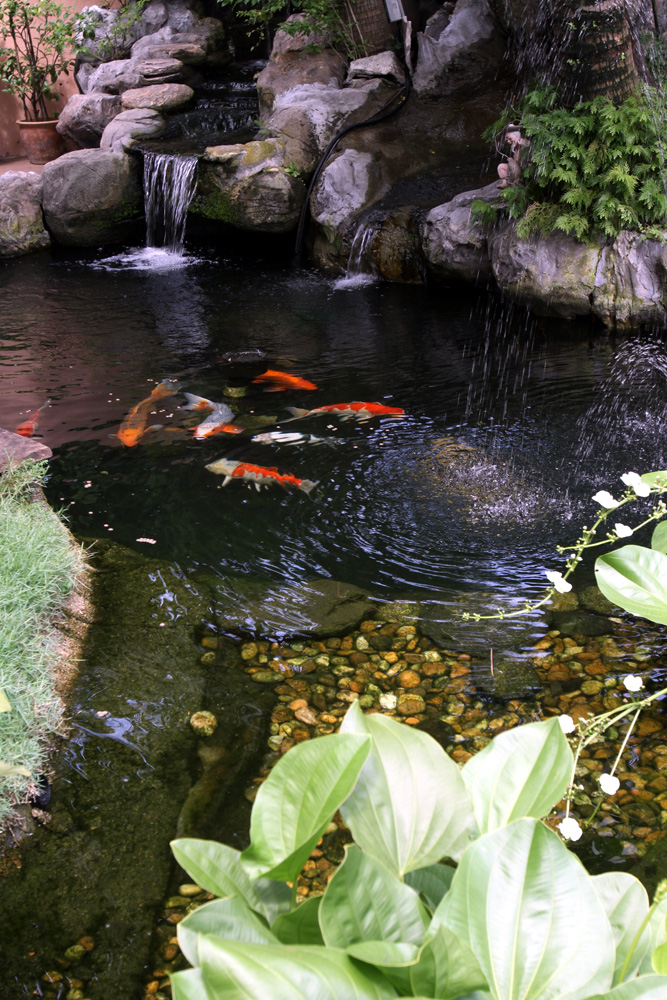 Story on fish pond and garden of Ng Yan Peng at Kota Kemunning Shah Alam. April29, 2015.
ROHAIZAT MD DARUS/STAR